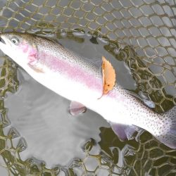 大安トラウトレイク釣果